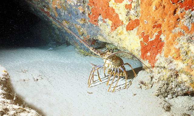 Nord guadeloupe 13.JPG